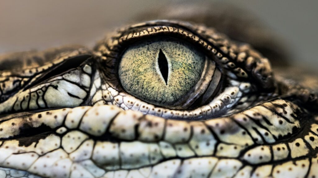A close-up photo of a reptile's eye
