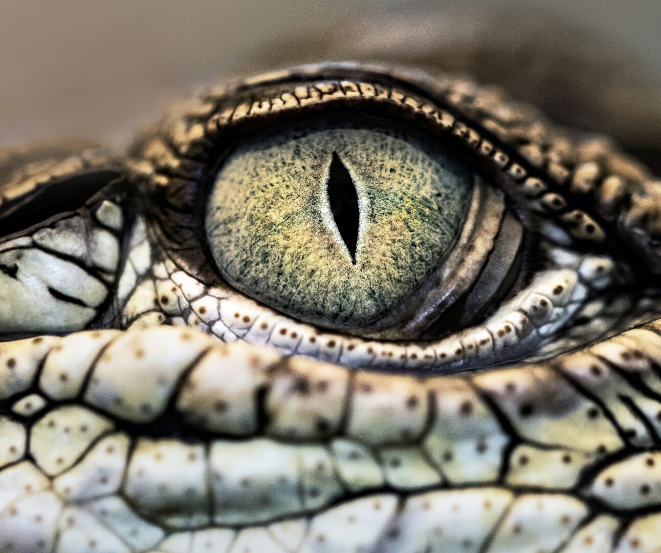 A close-up photo of a reptile's eye