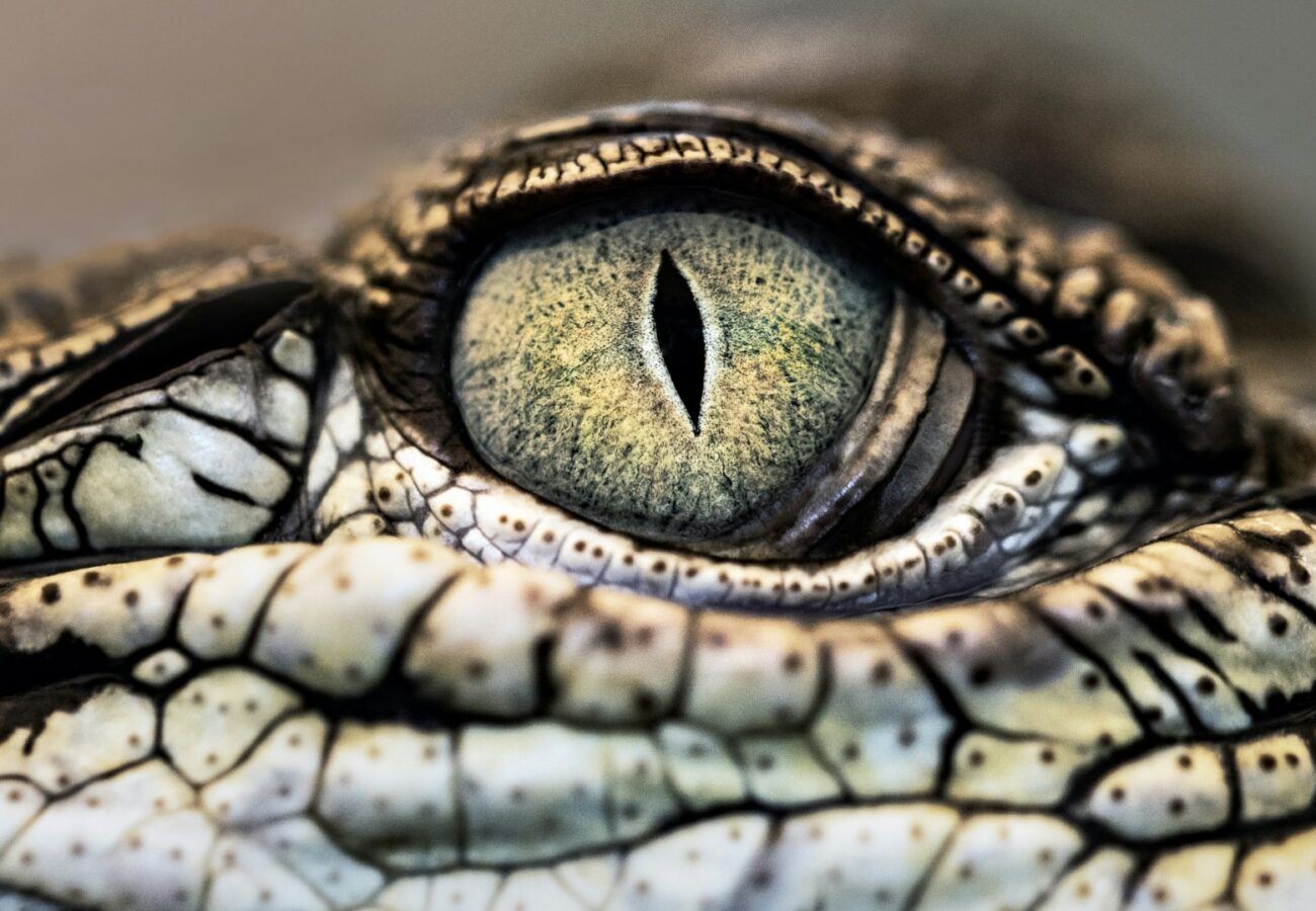 A close-up photo of a reptile's eye