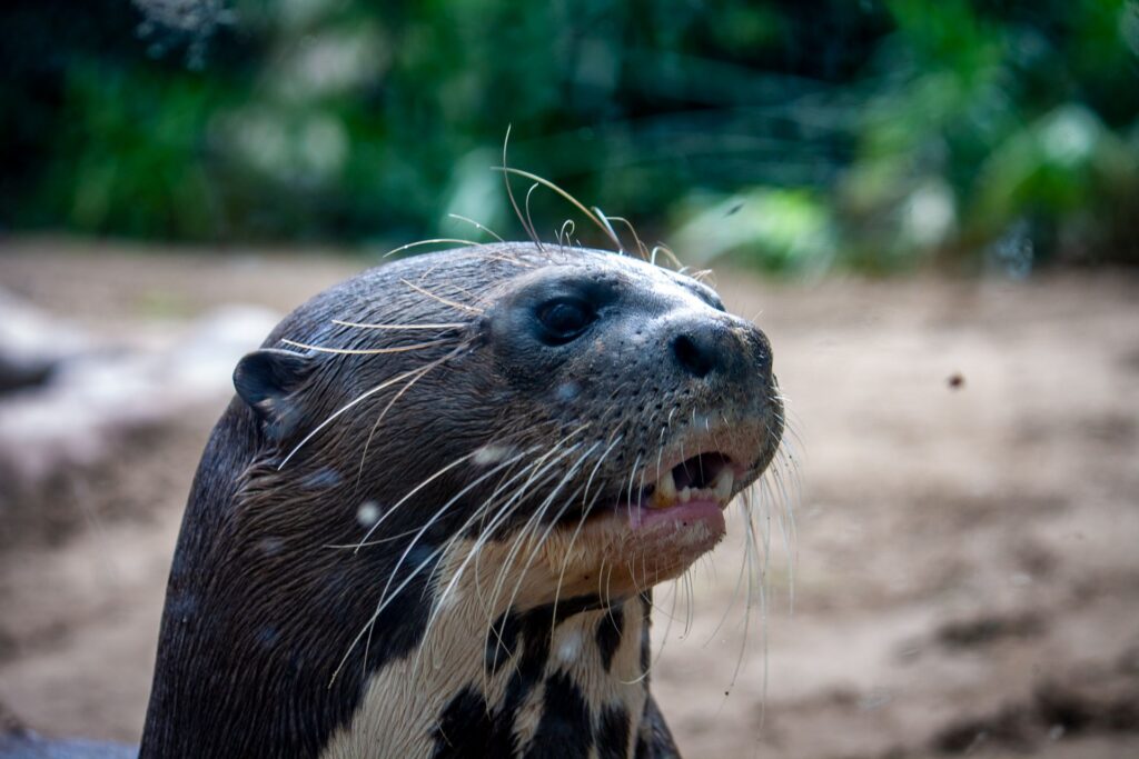 A close up of a giant otter's head, looking to the right, with a muddy river bank in the background