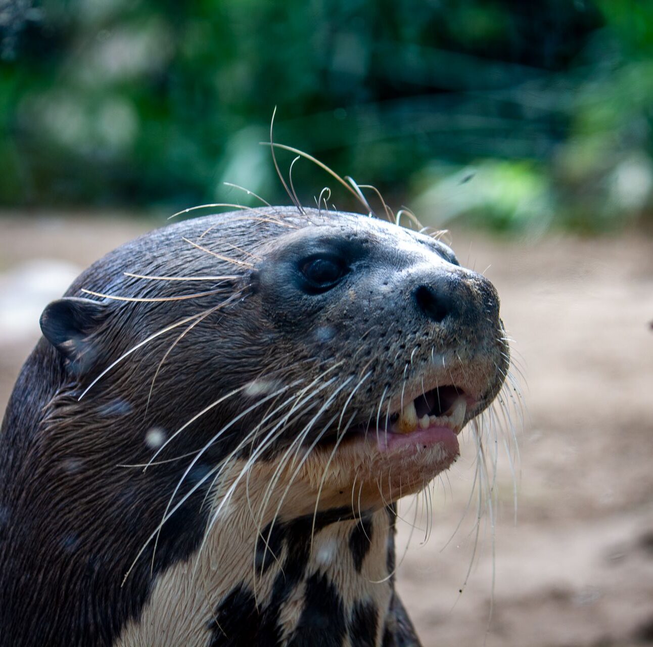 A close up of a giant otter's head, looking to the right, with a muddy river bank in the background