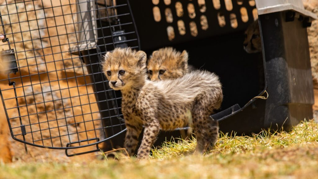 Two tiny cheetah cubs emerging from a travel crate