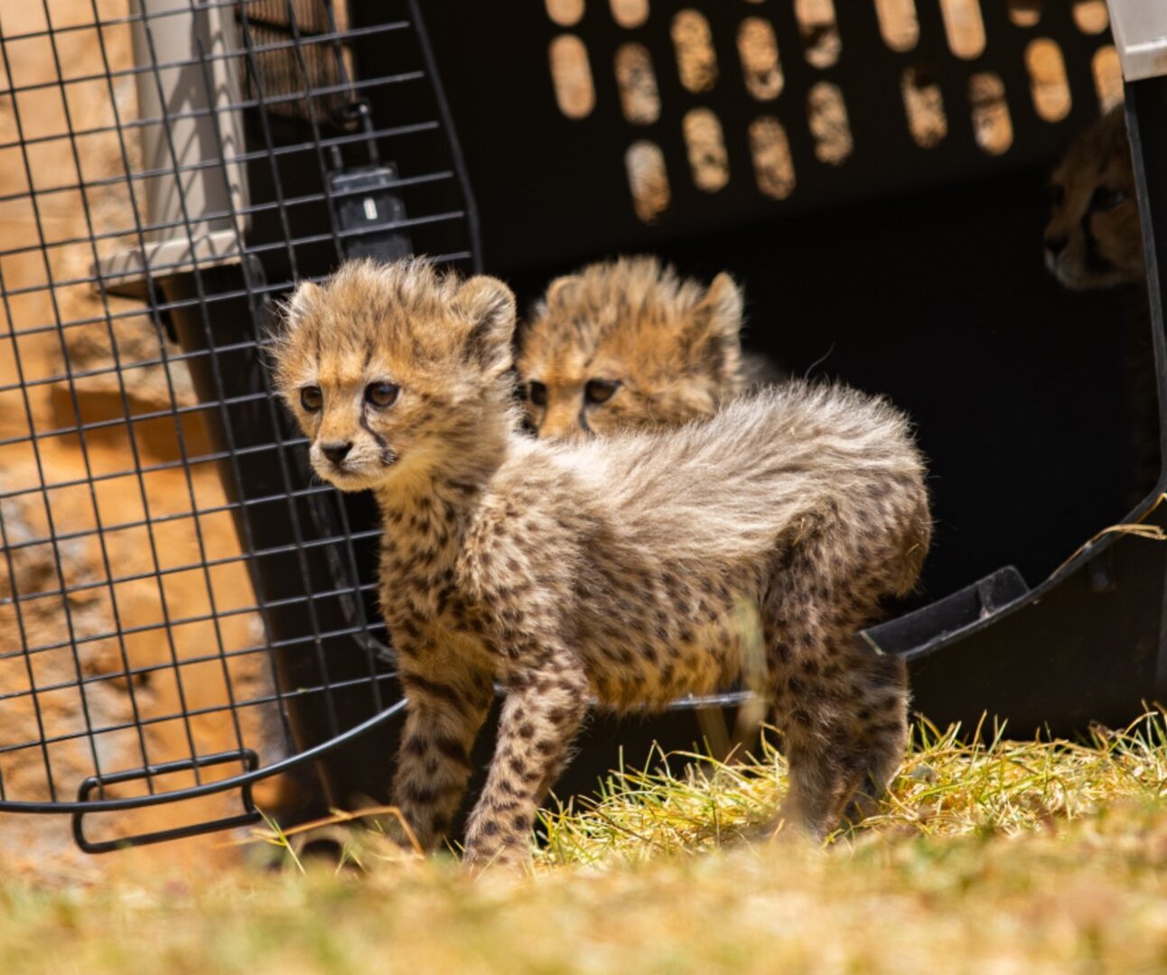 Two tiny cheetah cubs emerging from a travel crate