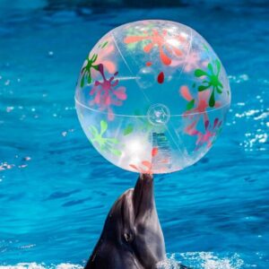 A captive dolphin in a pool, balancing a clear plastic ball on its beak