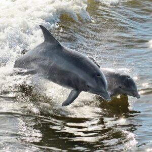 A mother and calf dolphin leaping from the sea