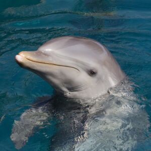 A bottlenose dolphin lifting its head out of the water