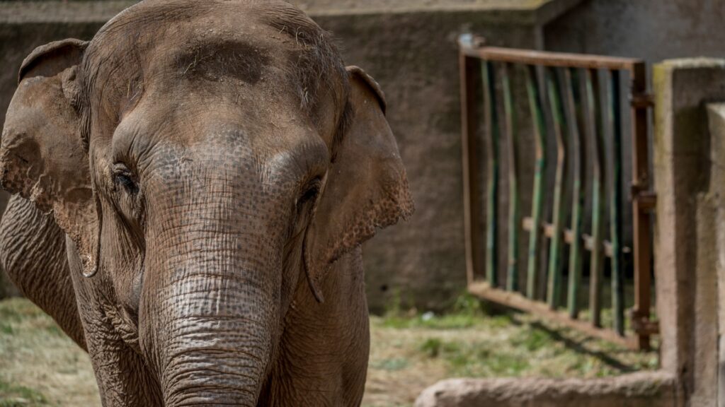 An Asian elephant in a zoo