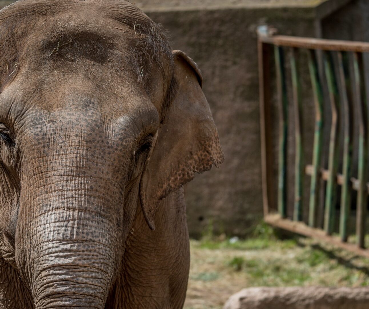 An Asian elephant in a zoo