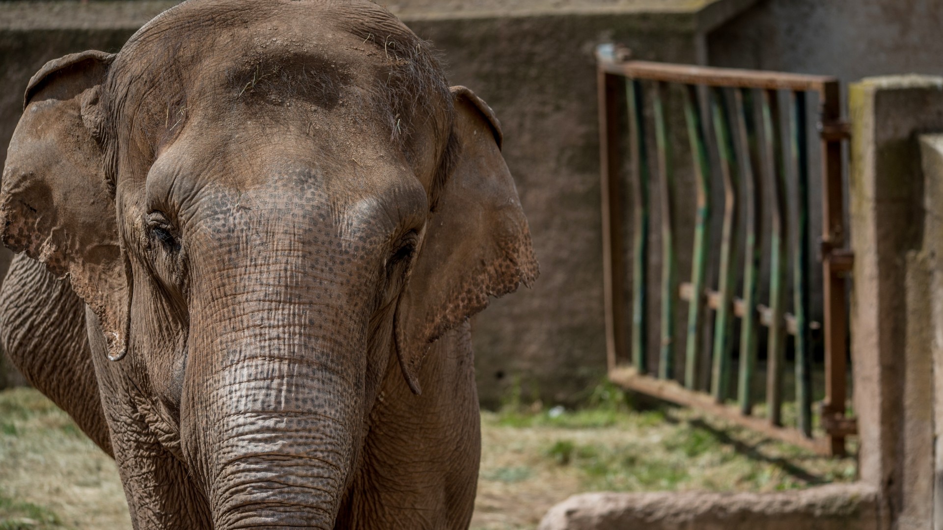 Can an elephant ever really thrive in a zoo?
