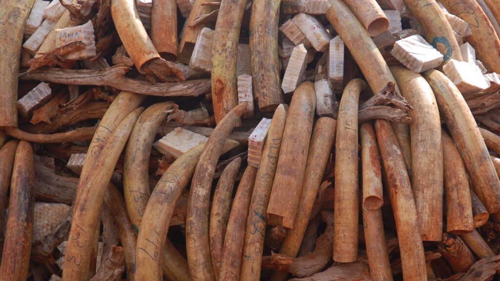 A huge pile of elephant tusks