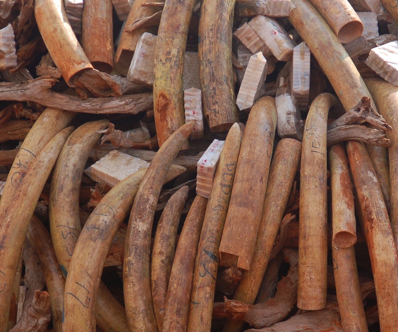 A huge pile of elephant tusks