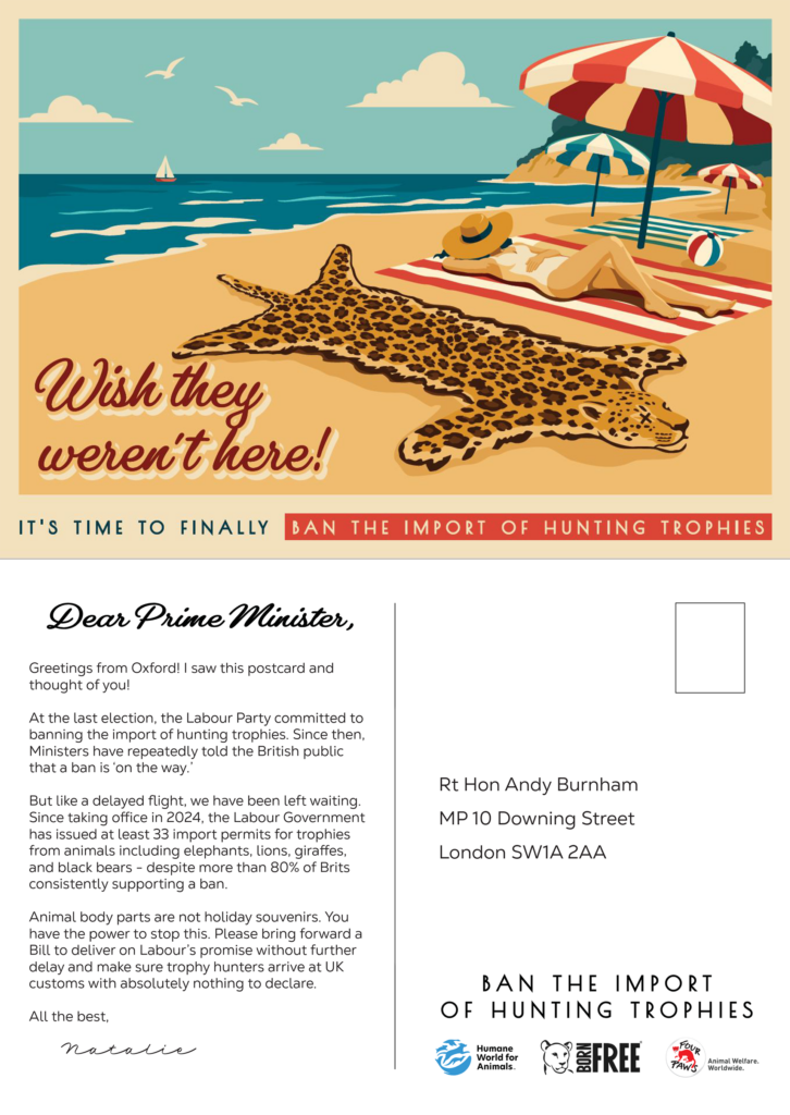 A mock up of the front and back of a postcard, with a leopard skin laid out on a beach and a message on the back to Prime Minister Andy Burnham