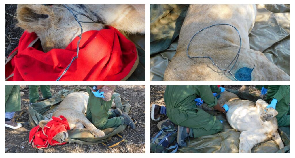 A montage of images showing a lion having a wire snare removed from his neck, whilst under sedation by a team of vets