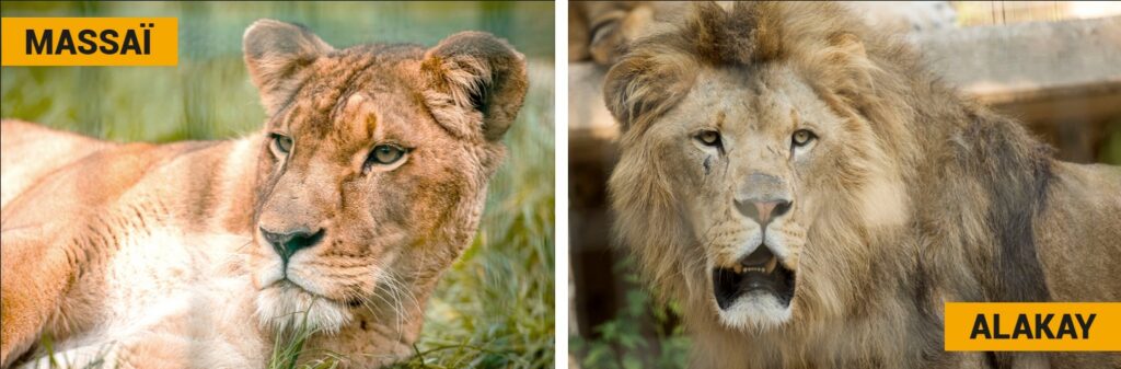 Photograph showing close-up portraits of two lions side by side, labeled "MASSAÏ" on the left and "ALAKAY" on the right with orange tags.