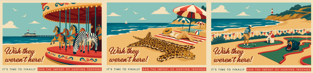 Mock up of three postcards side by side, featuring a zebra, leopard and bear as hunting trophies