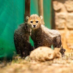 Two tiny cheetah cubs