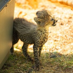 A tiny cheetah cub at a sanctuary
