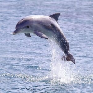 A bottlenose dolphin leaping out from the sea