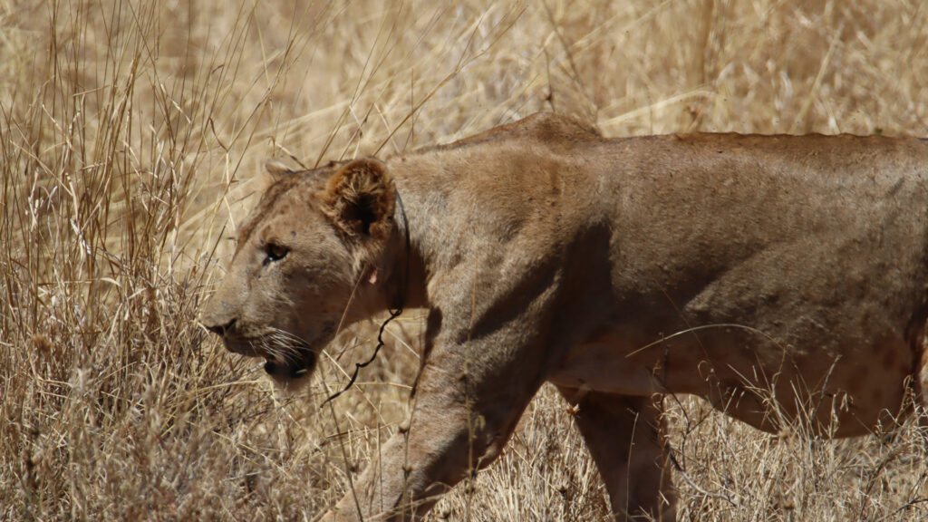 A young male lion is walking through dry grass, with a wire snare around his neck