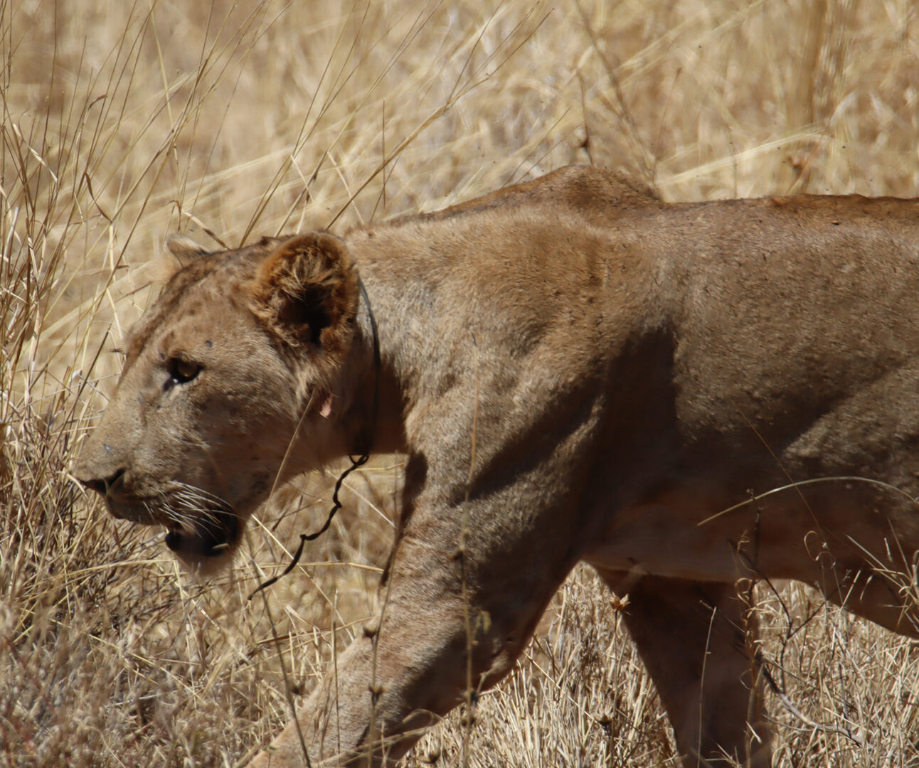A young male lion is walking through dry grass, with a wire snare around his neck