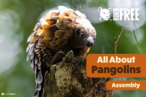 Photographic educational title card featuring a pangolin perched on a tree branch against a blurred green background. Orange labels read “All About Pangolins” and “Assembly,” alongside Born Free logo, introducing a wildlife-focused presentation.