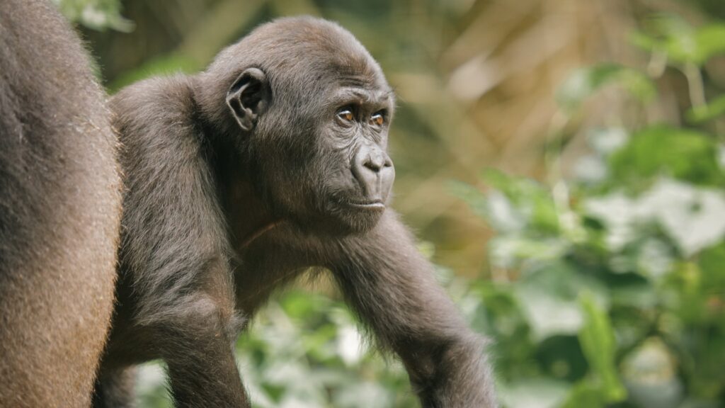 A young gorilla standing side-on to the camera looking into the distance with a natural background