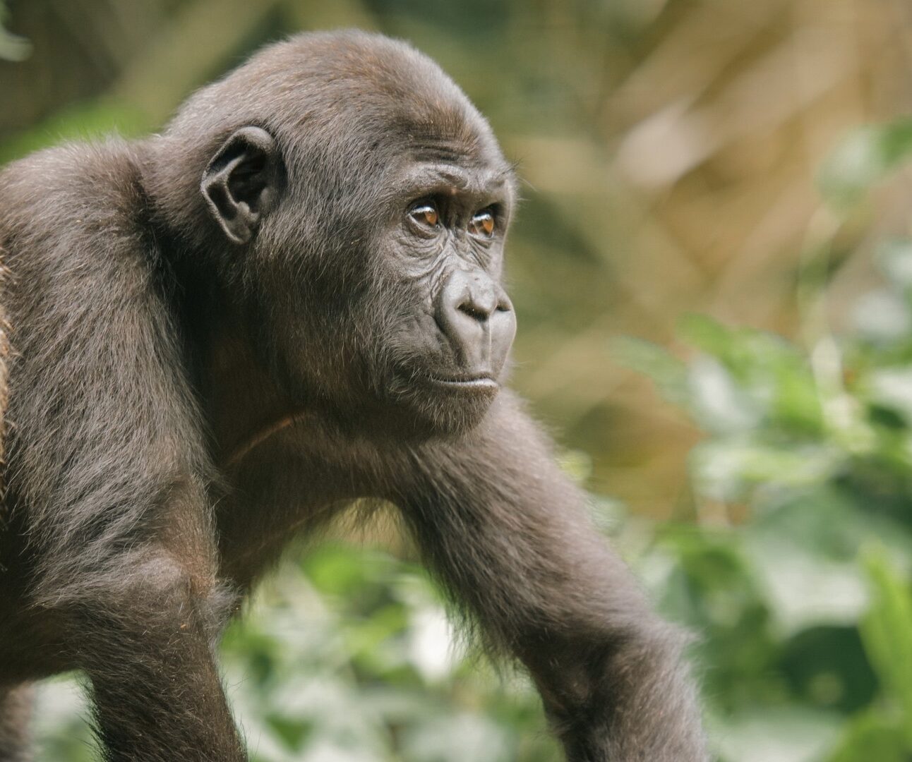 A young gorilla standing side-on to the camera looking into the distance with a natural background