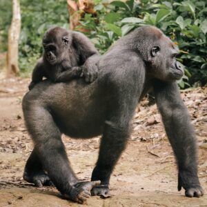 An adult gorilla walking with a youngster on her back