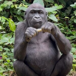 A young gorilla holding a piece of banana whilst sitting down in the undergrowth