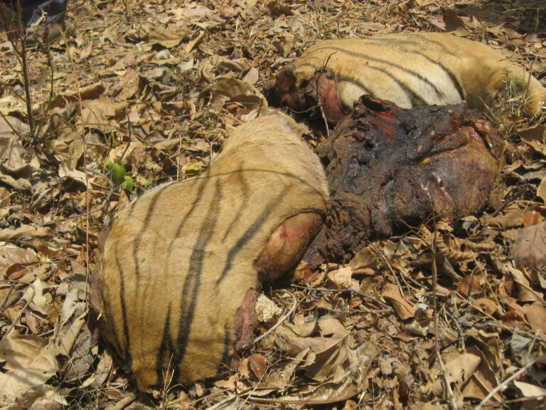The brutal reality of poaching
