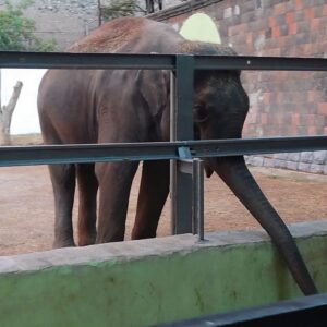 Bunka the elephant in a barren zoo enclosure