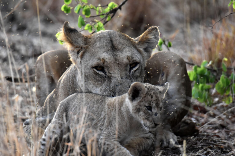 ELSA, RESQ AND THE CUBS
