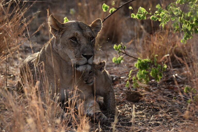 ELSA, RESQ AND THE CUBS