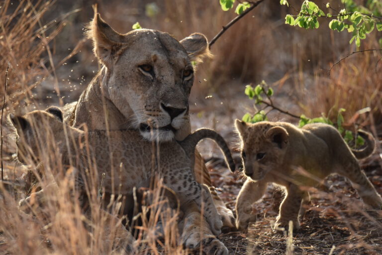 ELSA, RESQ AND THE CUBS