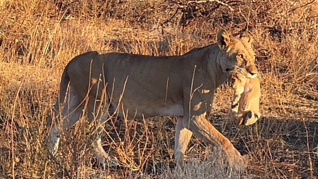 A lioness carrying a little cub gently in her mouth across grassland