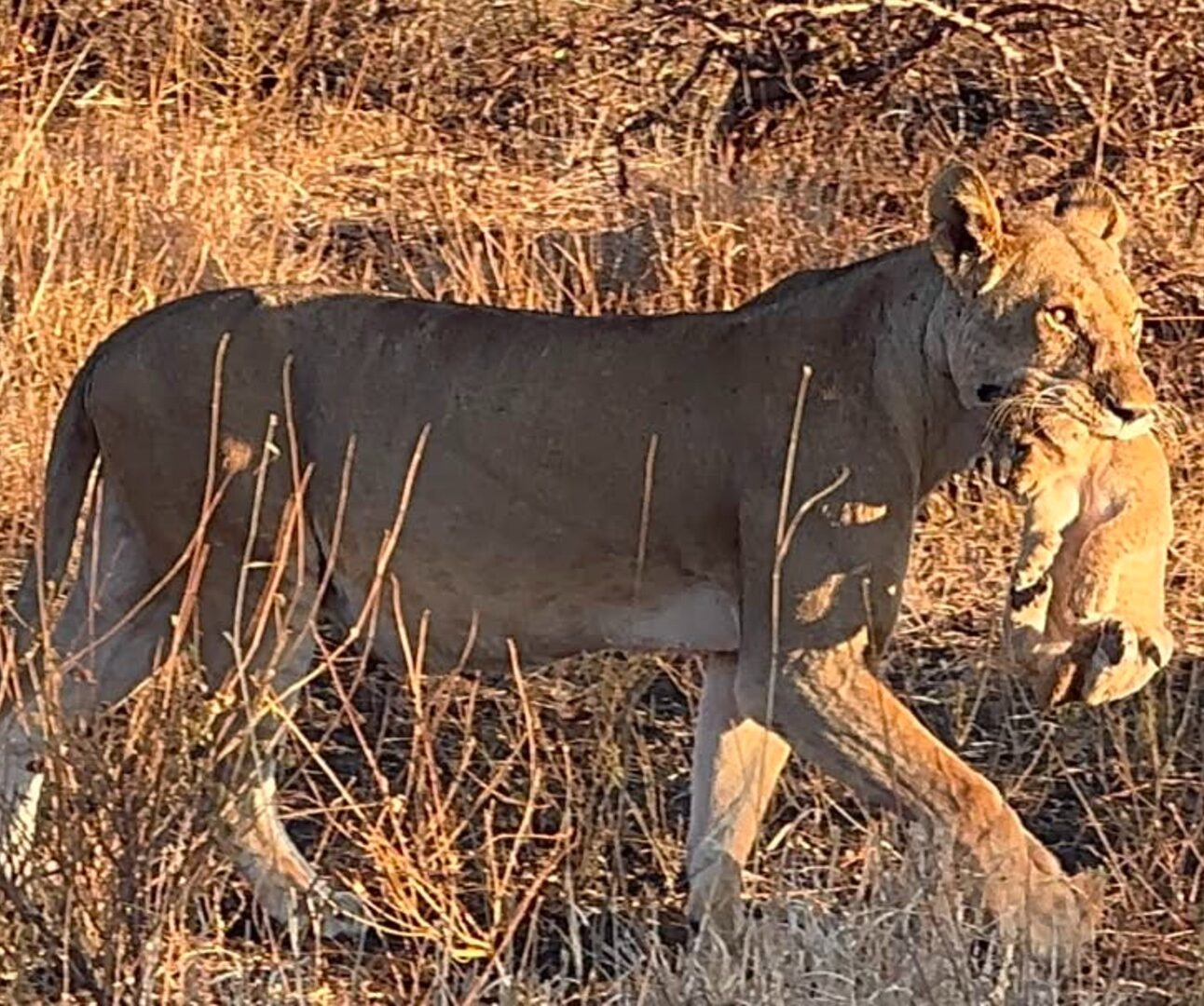 A lioness carrying a little cub gently in her mouth across grassland