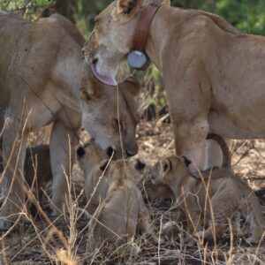 Photograph documents a wildlife scene with two adult lionesses and several cubs gathered in dry woodland. One lioness wears a brown tracking collar and appears to nuzzle or call toward another adult, while cubs cluster among grass and brush below.