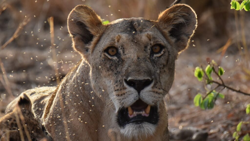 Photograph shows close-up lioness in dry woodland, facing camera with mouth slightly open. Dust or insects speckle tawny fur, while blurred branches and green leaves frame alert animal.