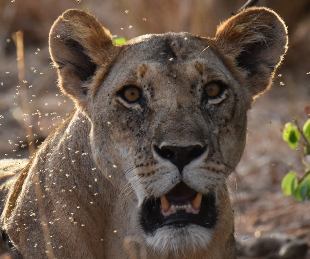 Photograph shows close-up lioness in dry woodland, facing camera with mouth slightly open. Dust or insects speckle tawny fur, while blurred branches and green leaves frame alert animal.