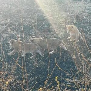 Three tiny lion cubs walking together through the undergrowth