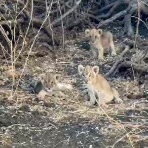 Three tiny lion cubs sitting together in the undergrowth