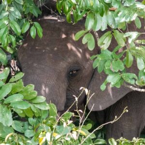 A forest elephant peeking out from behind a leafy tree