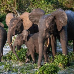 A group of forest elephants