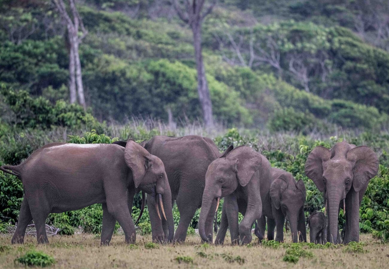 A group of forest elephants standing together in lush green grassland