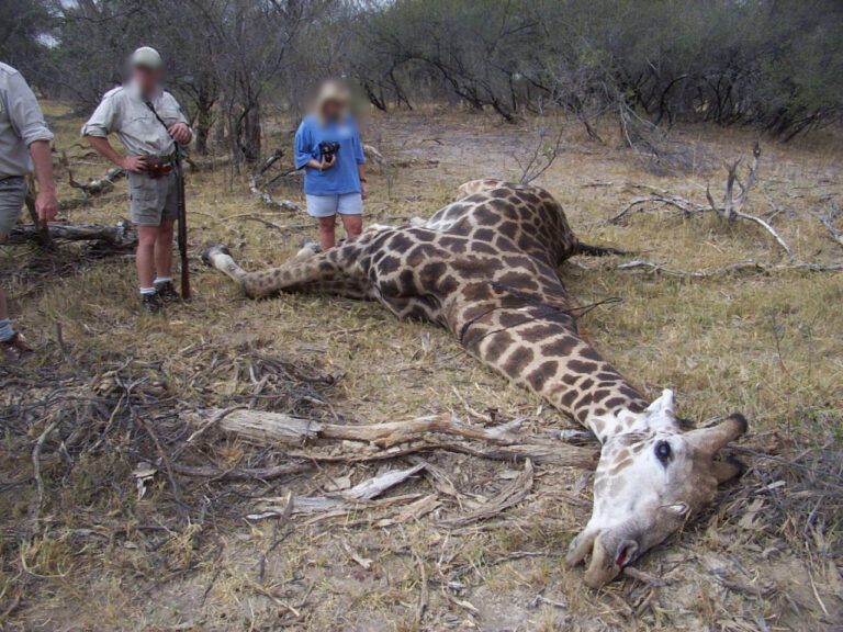 The brutal reality of poaching