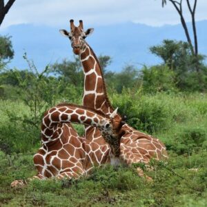 Photograph showing three giraffes resting together in lush African savanna vegetation. One giraffe sits upright while two lie across foreground, displaying distinctive brown-and-white patch patterns beneath blue mountains and trees.
