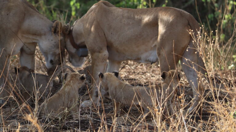 ELSA, RESQ AND THE CUBS