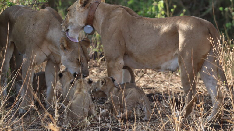 ELSA, RESQ AND THE CUBS
