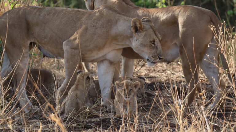 ELSA, RESQ AND THE CUBS