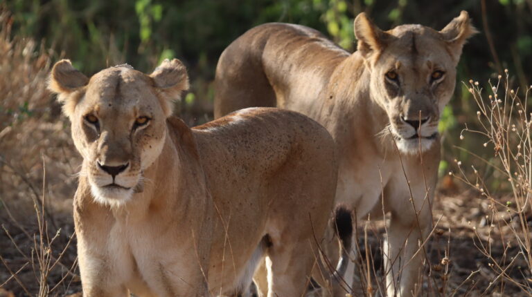 ELSA, RESQ AND THE CUBS